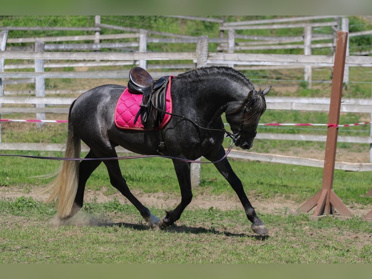 Andalusian Stallion 6 years 15.3 hh Grey in Kisbér