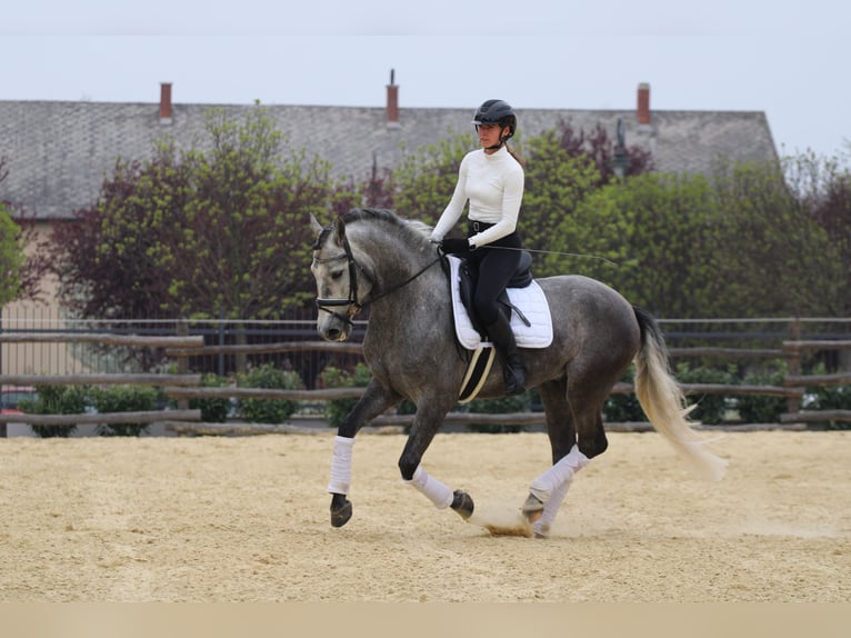 Andalusian Stallion 6 years 15.3 hh Grey in Kisbér