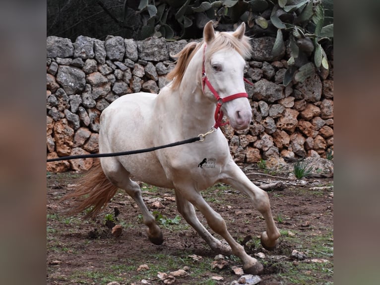Andalusian Stallion 6 years 15 hh Perlino in Mallorca