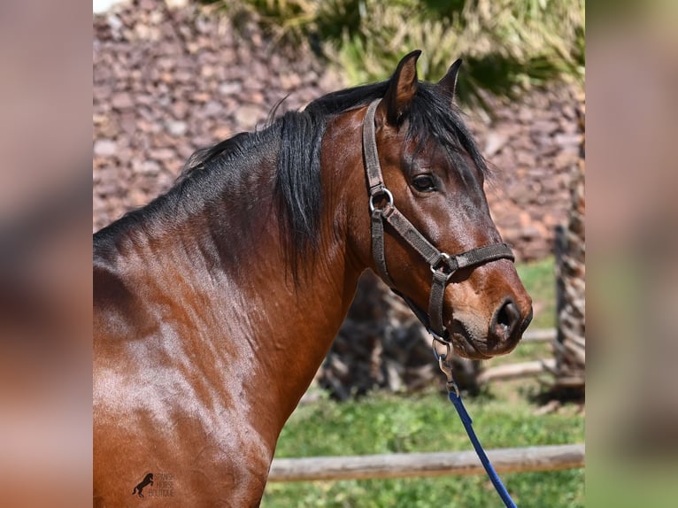 Andalusian Stallion 6 years 15,1 hh Brown in Menorca