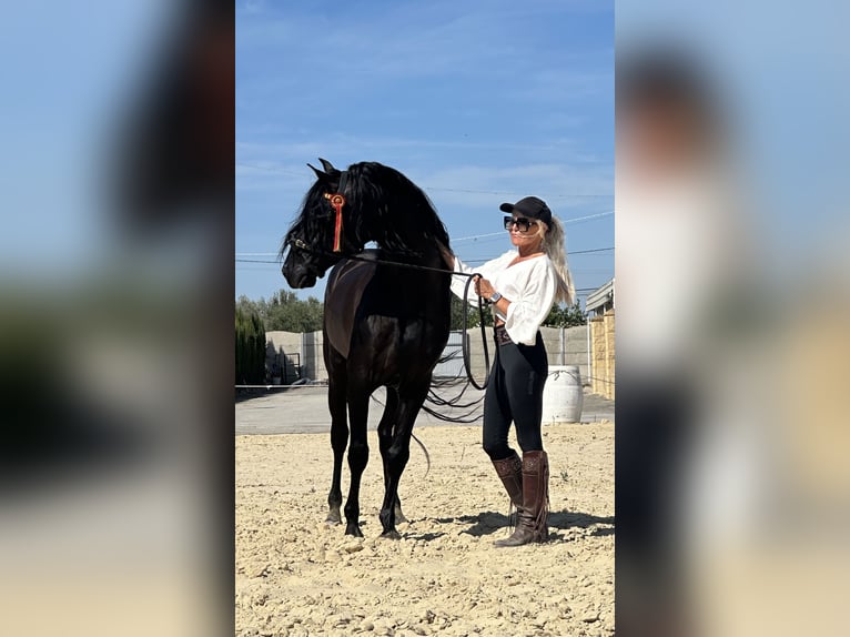 Andalusian Stallion 6 years 15,2 hh Black in Jerez de la Frontera