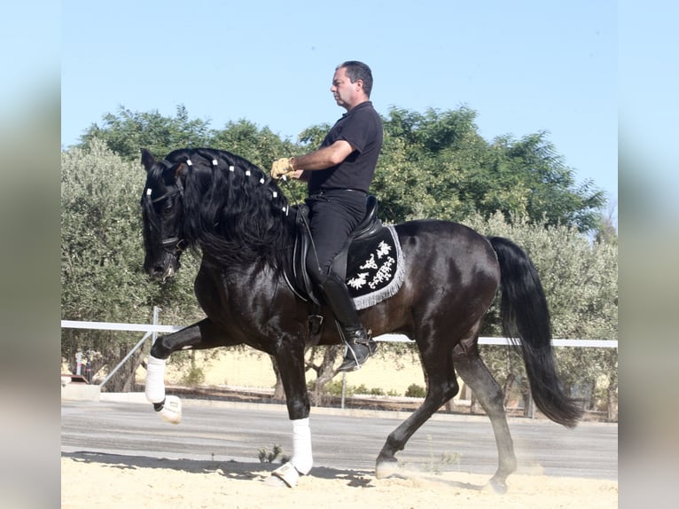 Andalusian Stallion 6 years 15,2 hh Black in Jerez de la Frontera