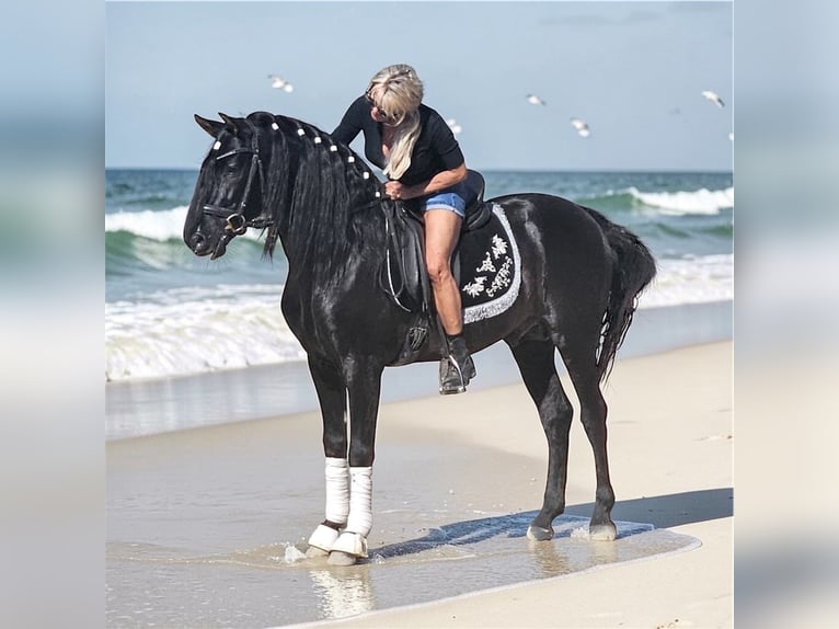 Andalusian Stallion 6 years 15,2 hh Black in Jerez de la Frontera