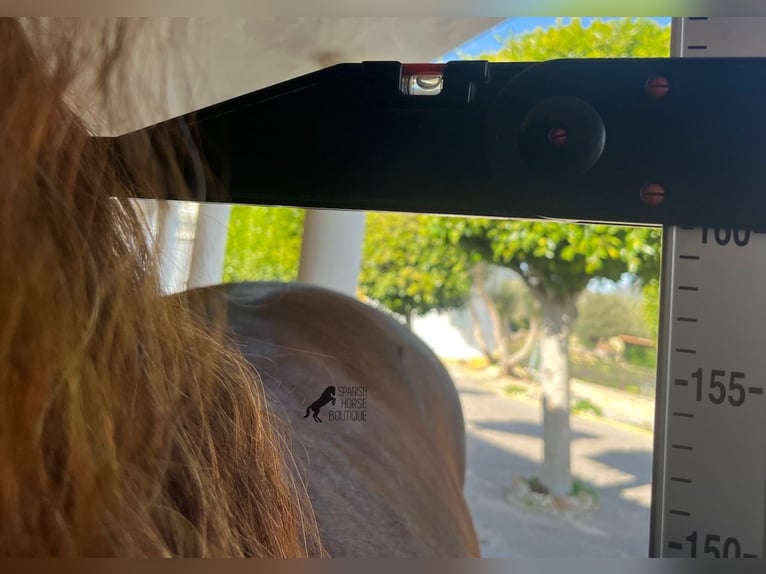 Andalusian Stallion 6 years 15,2 hh Chestnut-Red in Mallorca