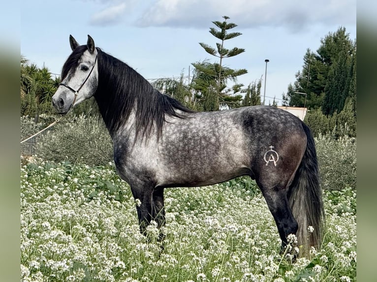 Andalusian Stallion 6 years 15,2 hh Grey-Dapple in Schwarme
