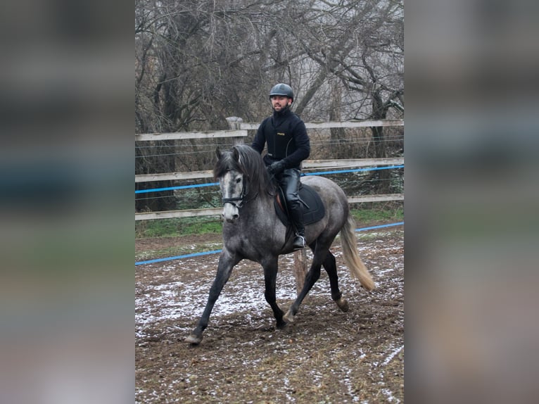 Andalusian Stallion 6 years 15,3 hh Grey in Kisbér