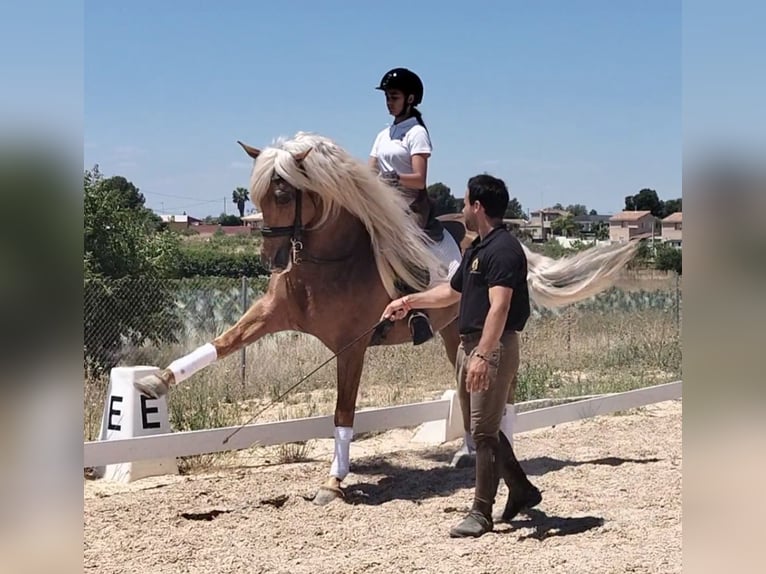 Andalusian Stallion 6 years 15,3 hh Palomino in Martfeld