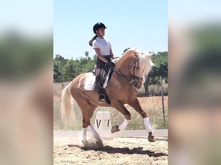 Andalusian Stallion 6 years 15,3 hh Palomino in Martfeld