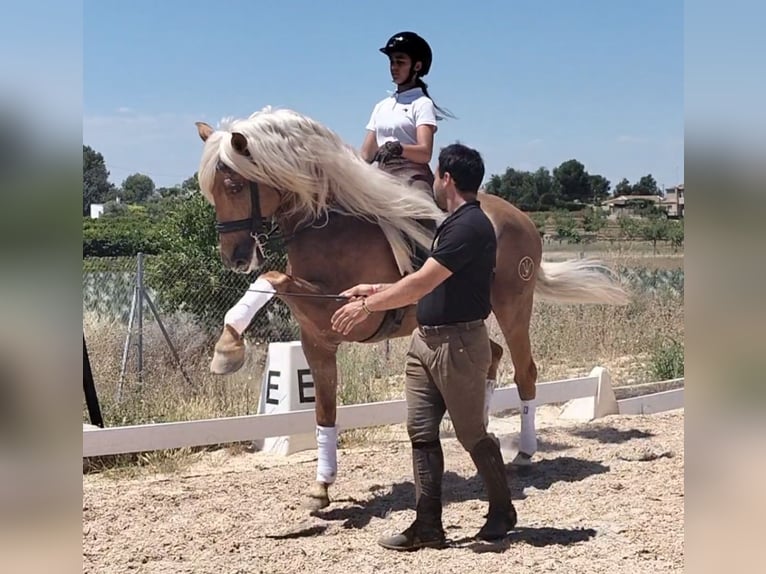 Andalusian Stallion 6 years 15,3 hh Palomino in Martfeld