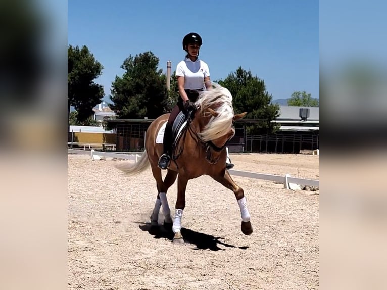 Andalusian Stallion 6 years 15,3 hh Palomino in Martfeld