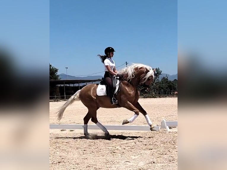 Andalusian Stallion 6 years 15,3 hh Palomino in Martfeld