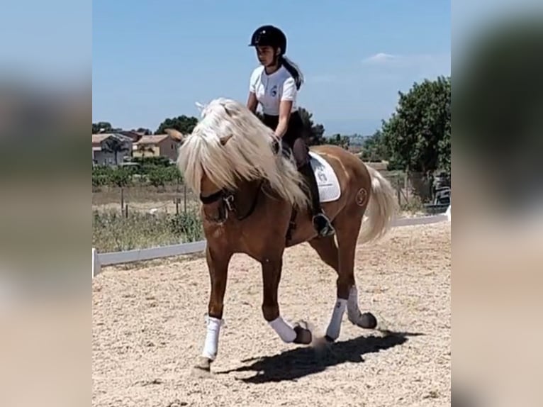 Andalusian Stallion 6 years 15,3 hh Palomino in Martfeld