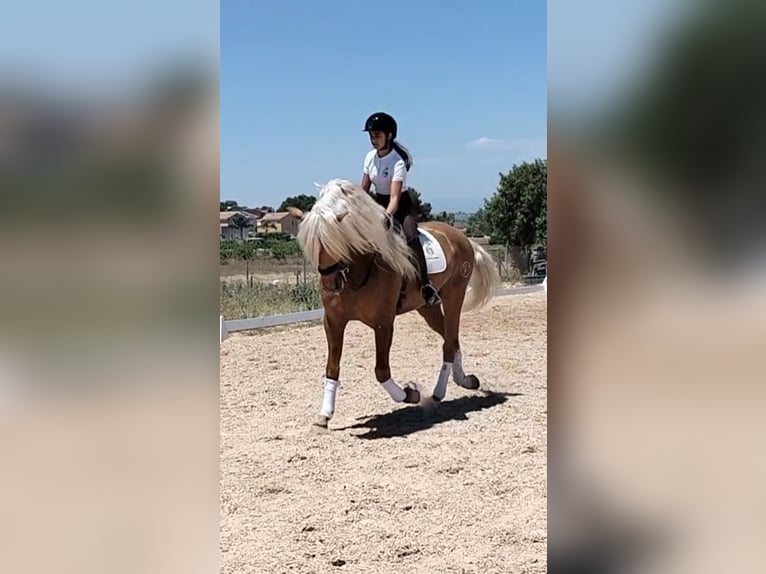 Andalusian Stallion 6 years 15,3 hh Palomino in Martfeld