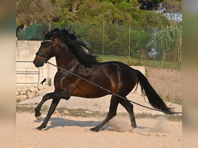 Andalusian Stallion 6 years 16.1 hh Bay-Dark in Waiblingen