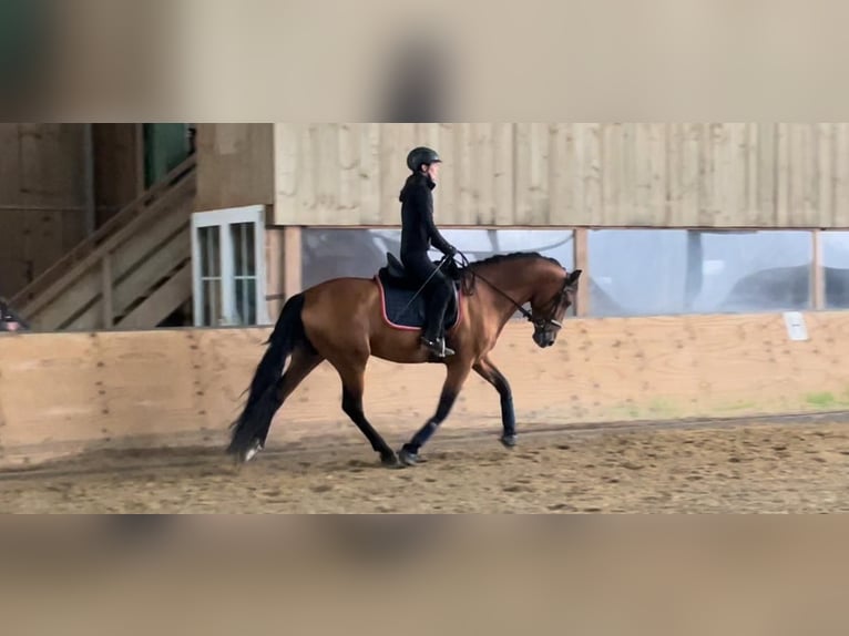 Andalusian Stallion 6 years 16,1 hh Brown in Roßdorf