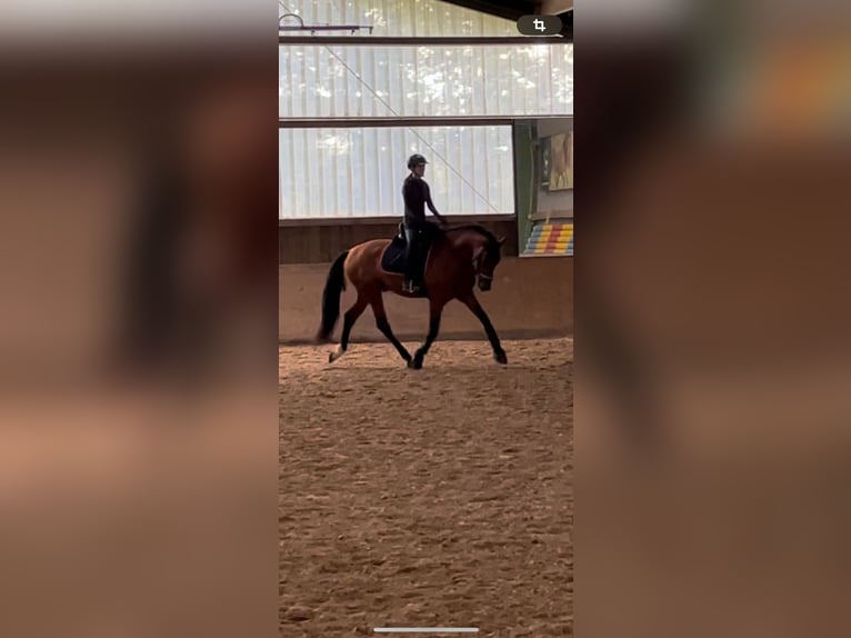 Andalusian Stallion 6 years 16,1 hh Brown in Roßdorf