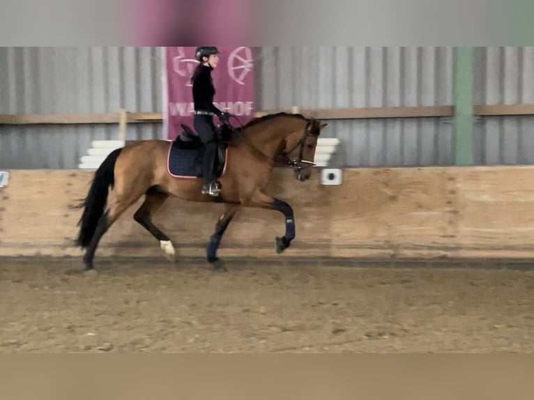 Andalusian Stallion 6 years 16,1 hh Brown in Roßdorf