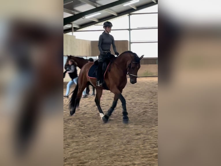 Andalusian Stallion 6 years 16,1 hh Brown in Roßdorf