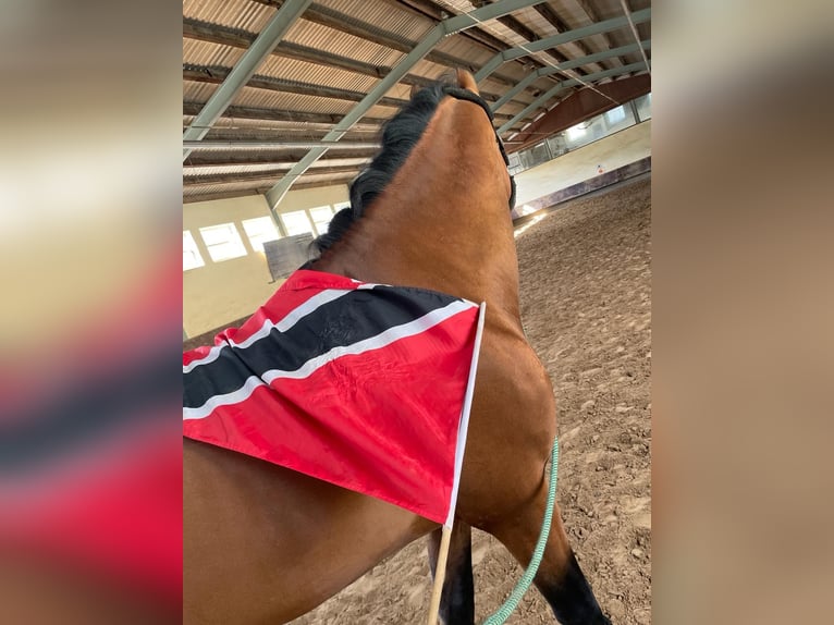 Andalusian Stallion 6 years 16,1 hh Brown in Roßdorf