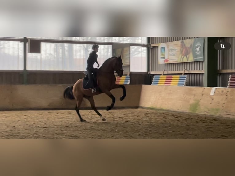 Andalusian Stallion 6 years 16,1 hh Brown in Roßdorf