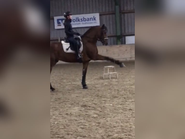 Andalusian Stallion 6 years 16,1 hh Brown in Roßdorf