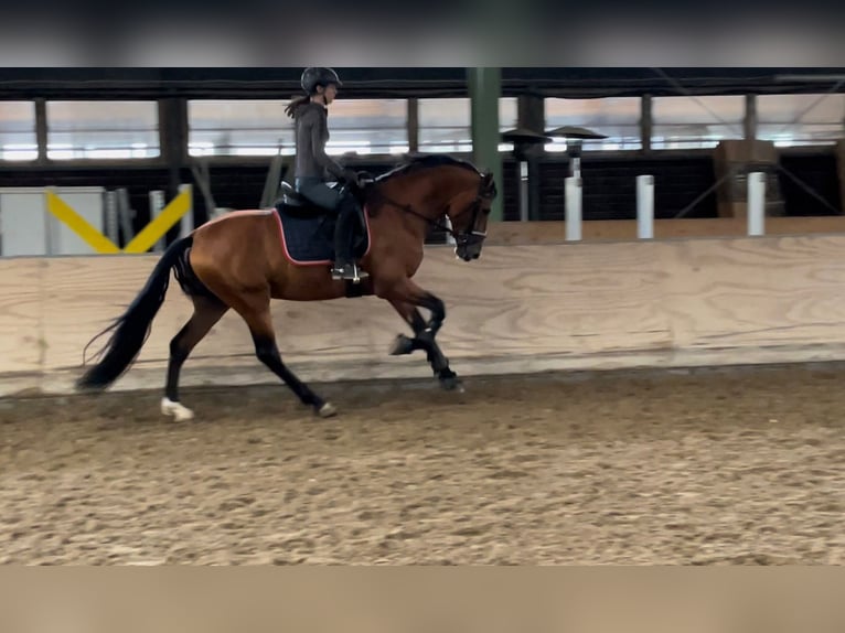 Andalusian Stallion 6 years 16,1 hh Brown in Roßdorf