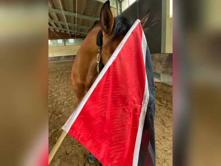 Andalusian Stallion 6 years 16,1 hh Brown in Roßdorf