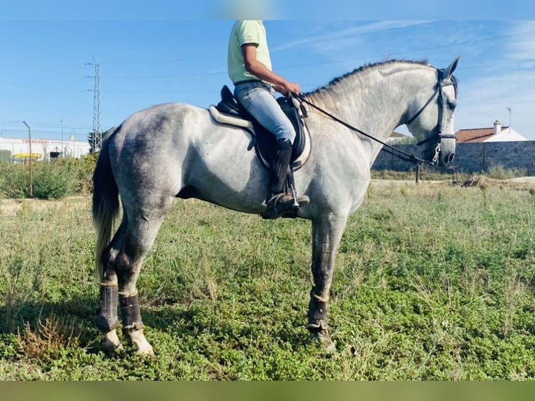 Andalusian Stallion 6 years 16,1 hh Gray in Talarrubias