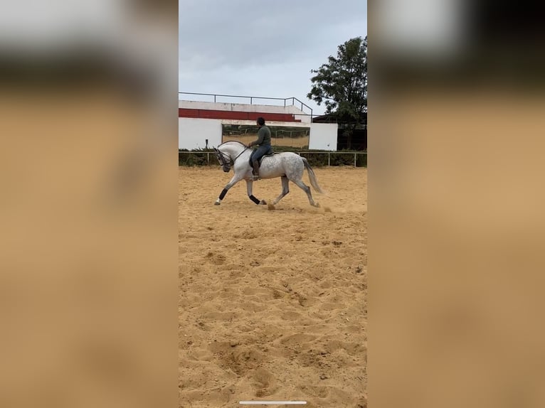 Andalusian Stallion 6 years 16,1 hh Gray in Huelva
