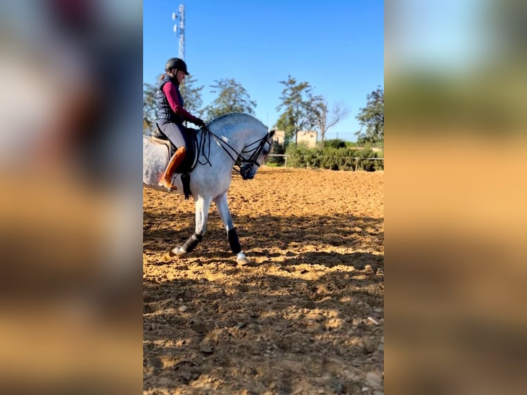 Andalusian Stallion 6 years 16,1 hh Gray in Huelva