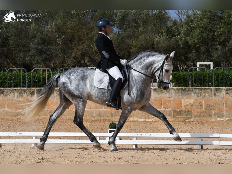 Andalusian Stallion 6 years 16,1 hh Gray in Menorca