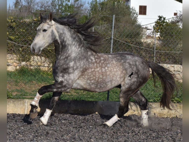 Andalusian Stallion 6 years 16,1 hh Gray in Mallorca