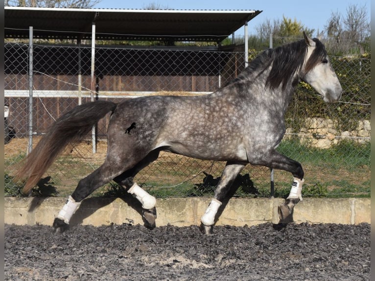 Andalusian Stallion 6 years 16,1 hh Gray in Mallorca