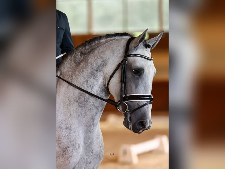 Andalusian Stallion 6 years 16.1 hh Grey in Los Palacios Y Villafranca