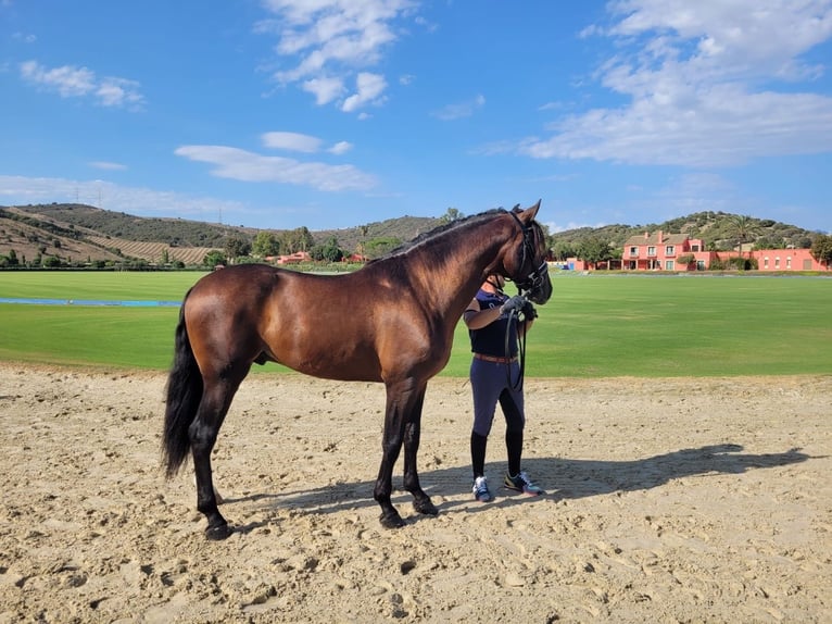 Andalusian Stallion 6 years 16,2 hh Bay in Seville