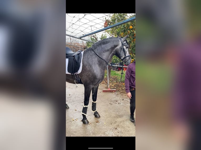 Andalusian Stallion 6 years 16,3 hh Gray in Almeria