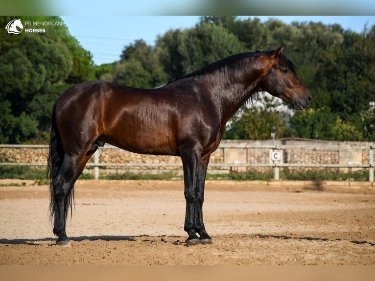 Andalusian Stallion 6 years 16 hh Brown in Menorca