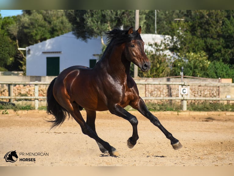 Andalusian Stallion 6 years 16 hh Brown in Menorca