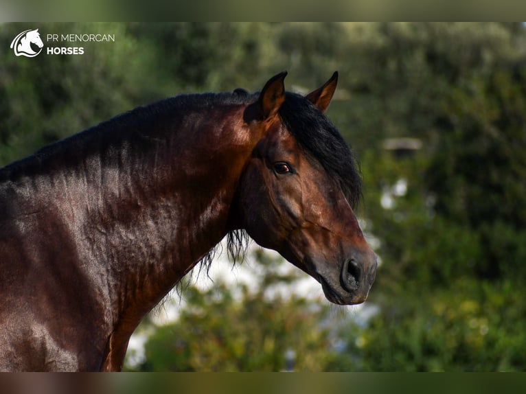 Andalusian Stallion 6 years 16 hh Brown in Menorca