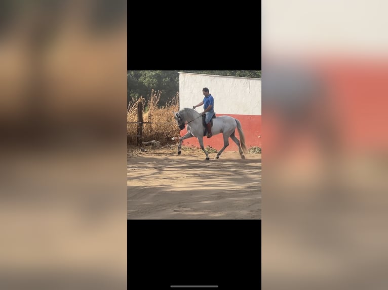 Andalusian Stallion 6 years 16 hh Gray in Malaga