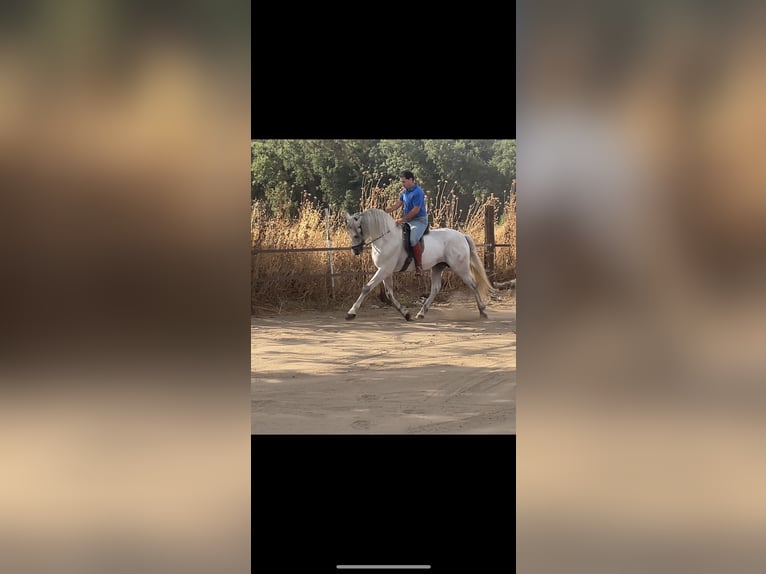 Andalusian Stallion 6 years 16 hh Gray in Malaga