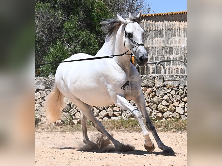 Andalusian Stallion 6 years 16,1 hh Gray in Menorca