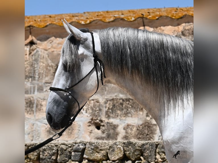 Andalusian Stallion 6 years 16,1 hh Gray in Menorca