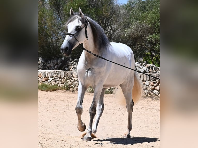 Andalusian Stallion 6 years 16,1 hh Gray in Menorca