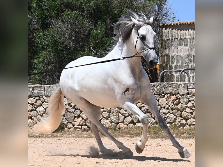 Andalusian Stallion 6 years 16,1 hh Gray in Menorca