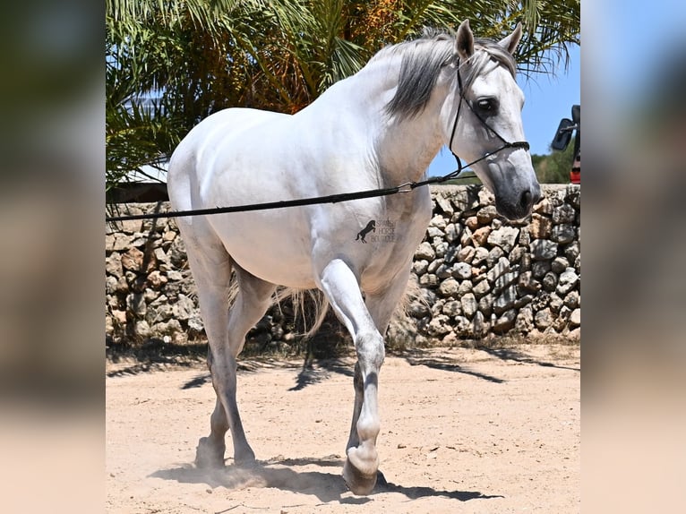 Andalusian Stallion 6 years 16,1 hh Gray in Menorca