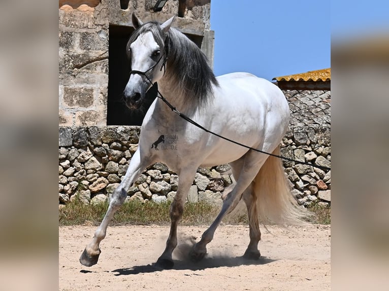 Andalusian Stallion 6 years 16,1 hh Gray in Menorca
