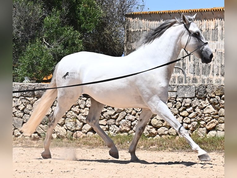 Andalusian Stallion 6 years 16,1 hh Gray in Menorca
