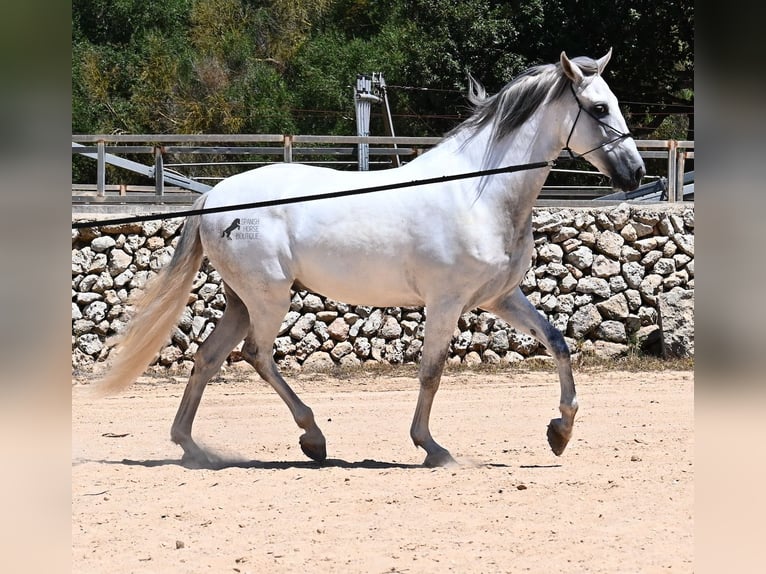 Andalusian Stallion 6 years 16,1 hh Gray in Menorca