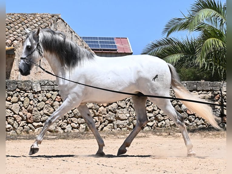 Andalusian Stallion 6 years 16,1 hh Gray in Menorca
